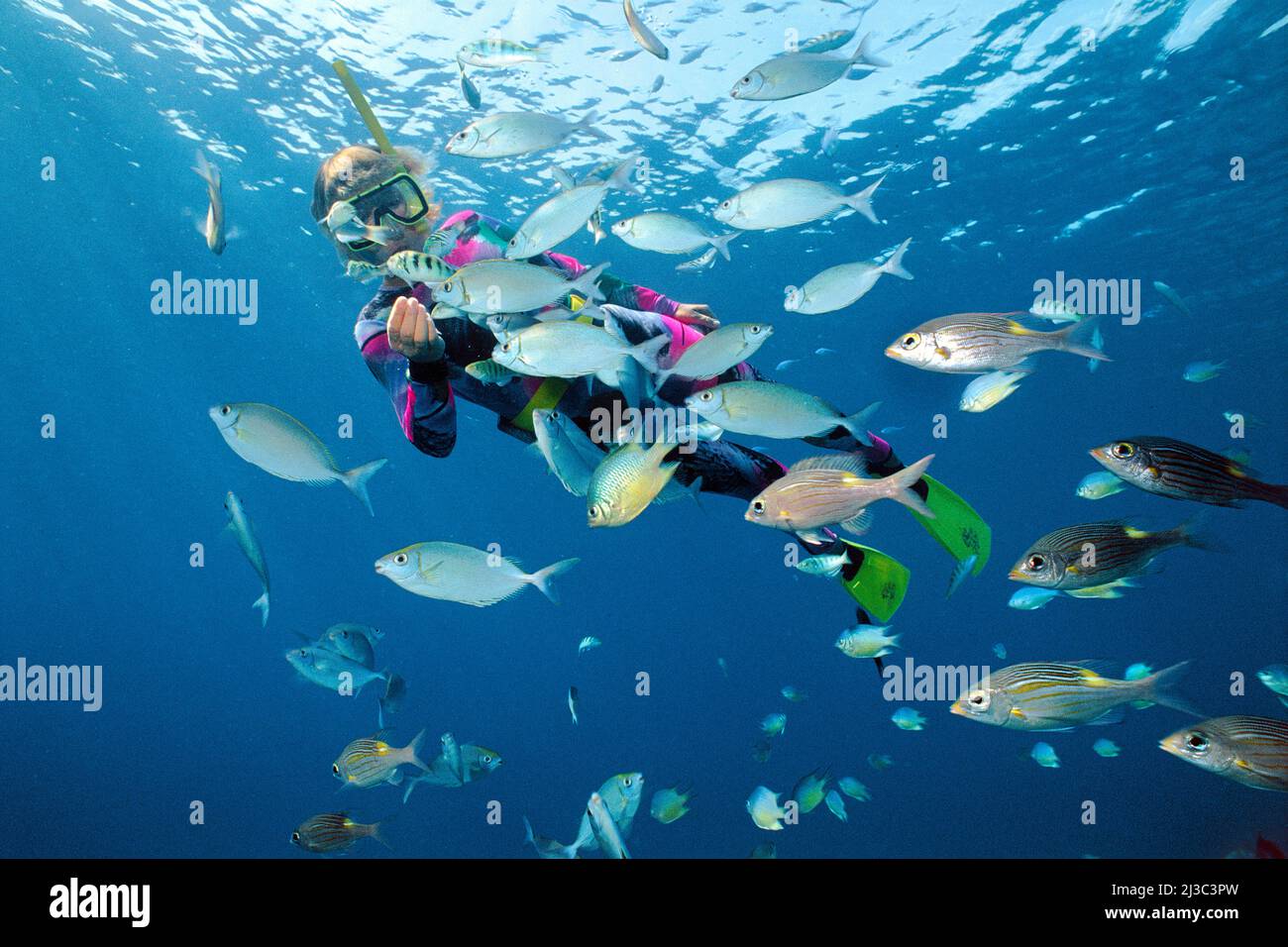 Snorkeler en arrecife de coral tropical con peces de conejo, Ari Atoll, Maldivas, Océano Índico, Asia Foto de stock