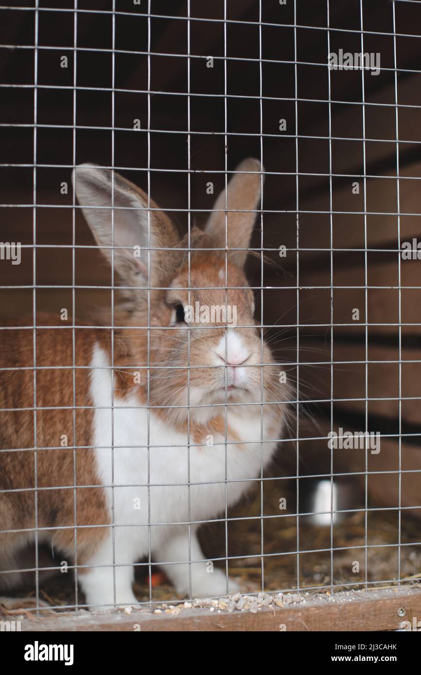 Granjas de conejos fotografías e imágenes de alta resolución - Alamy