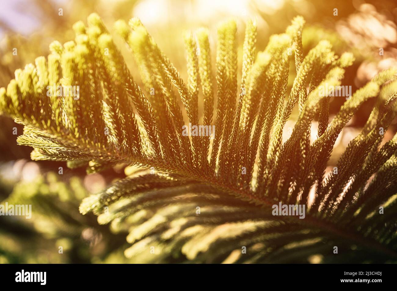 araucaria heterophylla rama o casa pino o isla norfolk pino perenne árbol coníferas planta decorativa en el jardín natural en verano día soleado. d Foto de stock
