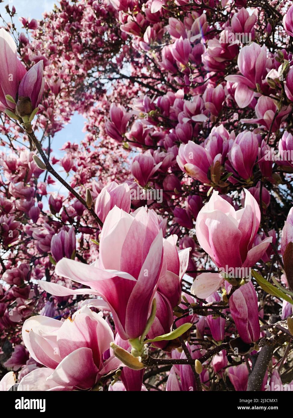 Hermosas flores de magnolia frescas de color rosa en flor, cerca. Árboles  en flor en primavera. Fondo natural Fotografía de stock - Alamy