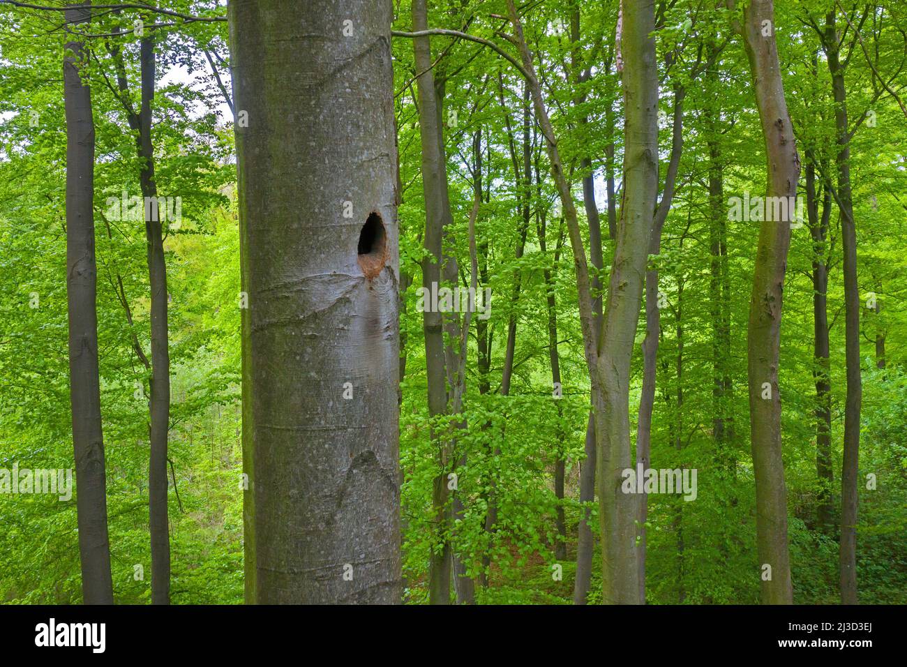 Nido / agujero de anidación de carpintero negro (Dryocopus martius) martillado en tronco de haya en bosque caducifolio / madera en primavera Foto de stock