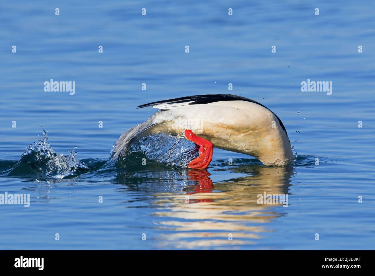 Común merganser / goosander (Mergus merganser merganser) masculino / drake en la cría de plumaje buceo en el agua en invierno Foto de stock