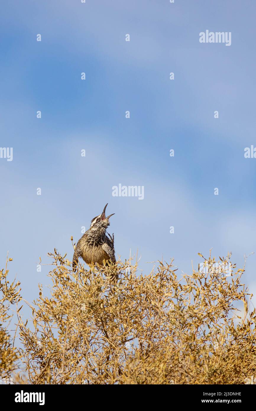 Cactus wren sentado en el árbol Foto de stock