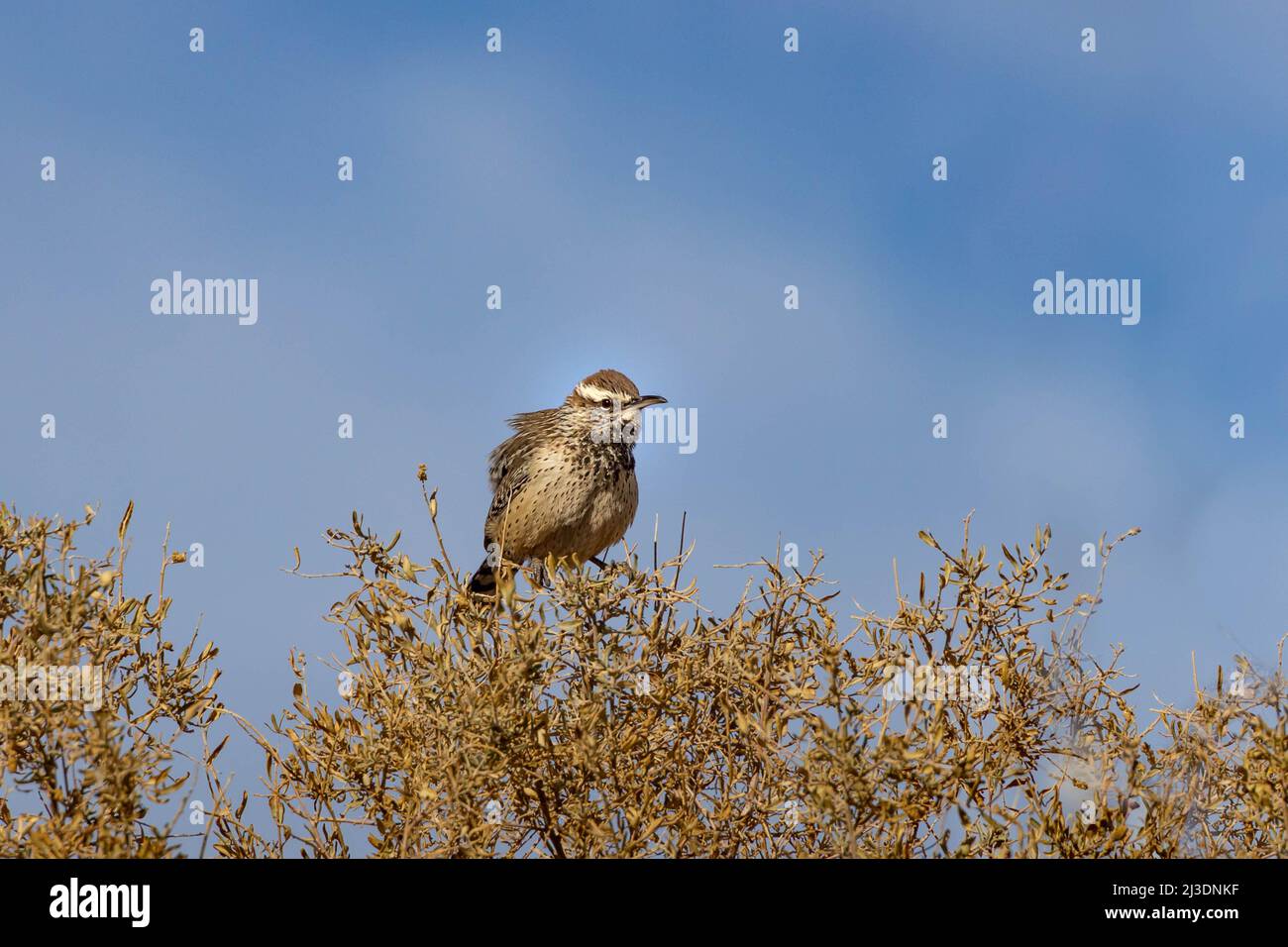 Cactus wren sentado en el árbol Foto de stock