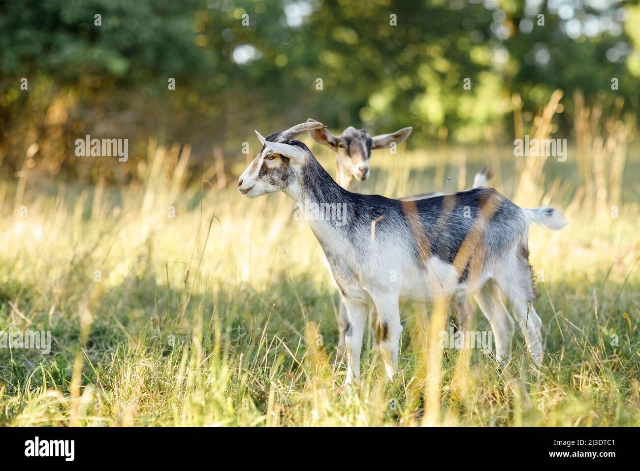 Una joven cabra gris con un vientre blanco se encuentra en un prado dorado  de luz nocturna. Libre rango, felices mascotas, la agricultura lechera  rural orgánica Fotografía de stock - Alamy