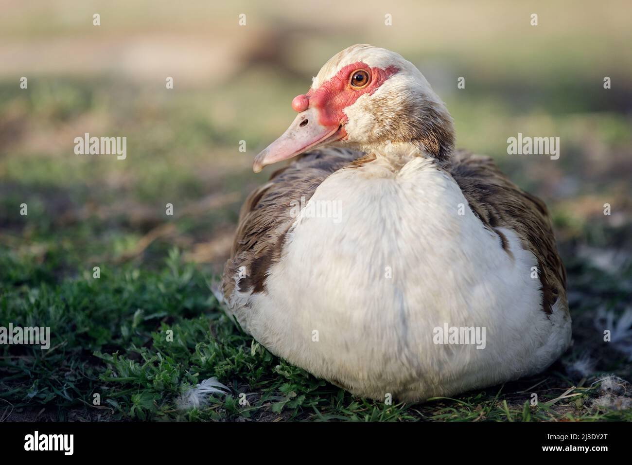 Pato muscovy marrón macho con un parche de carne de baches rojos por sus ojos y pico, descanso en el césped verde en el jardín rural. Foto de stock