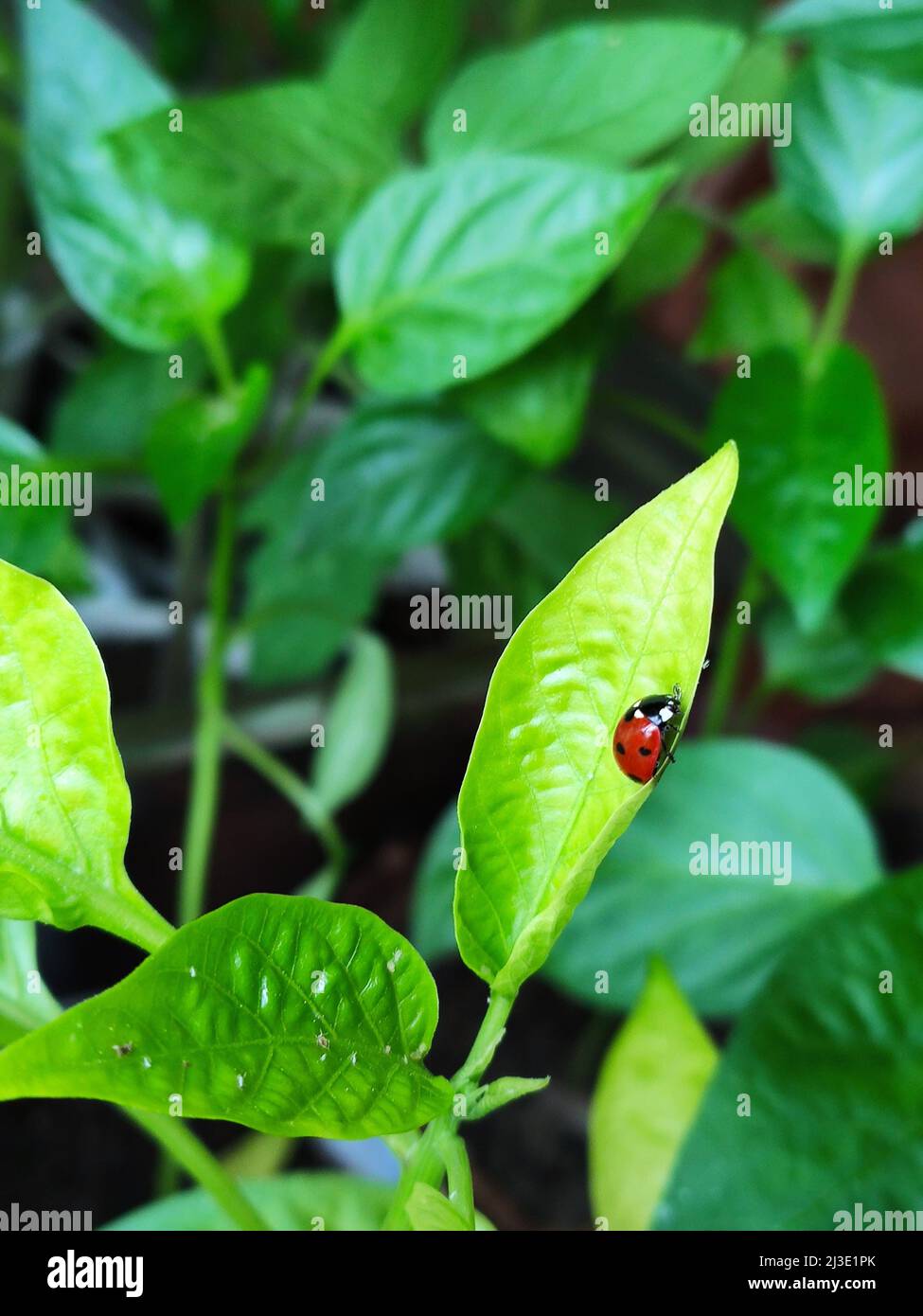 Ladybug y áfidos se sientan en las hojas verdes de las plantas de semillero de pimiento Foto de stock