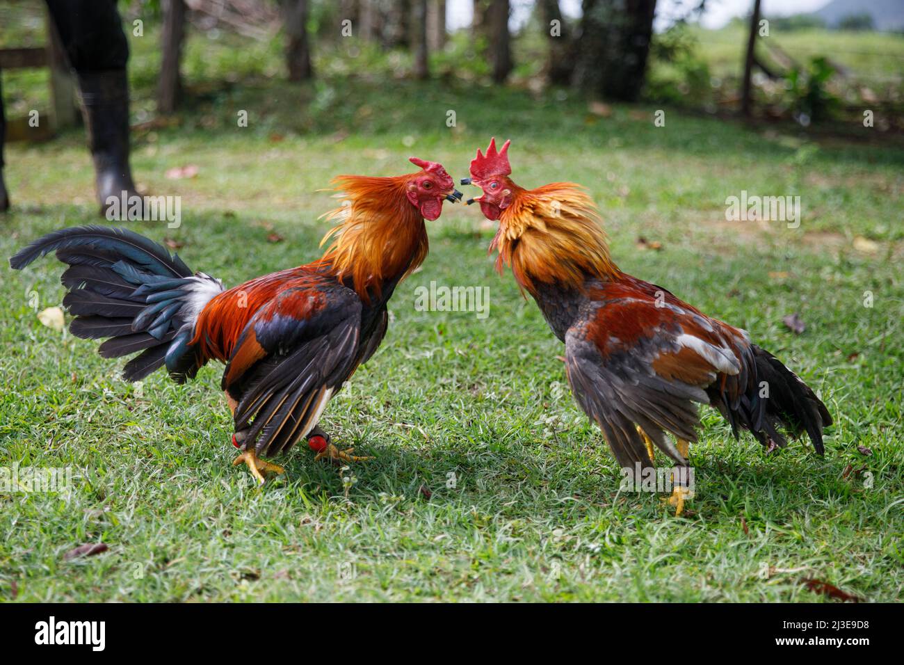 Polla-peleas. Juegos de azar tradicionales en la República Dominicana  Fotografía de stock - Alamy