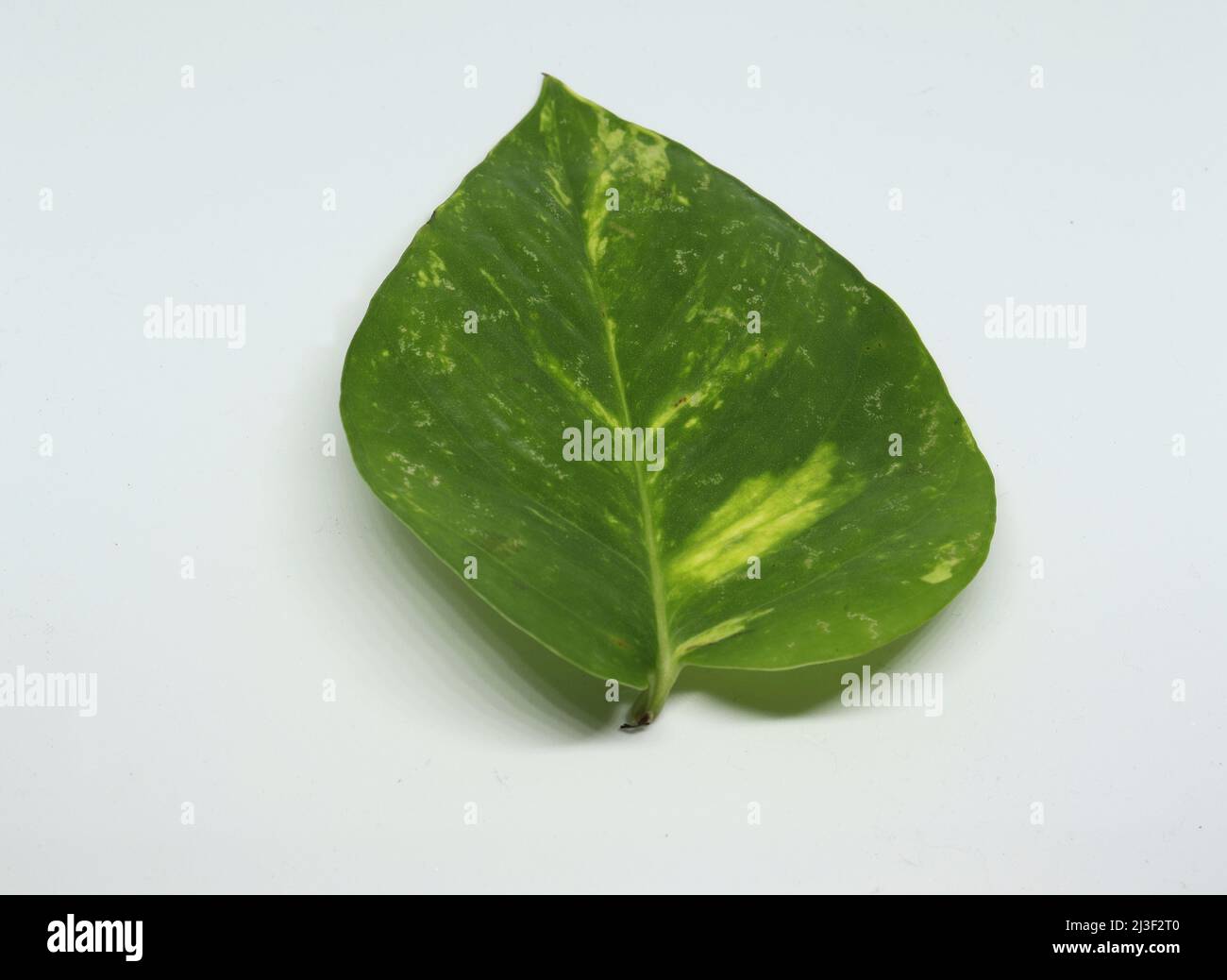 hoja de la planta del dinero. con fondo blanco Fotografía de stock Alamy