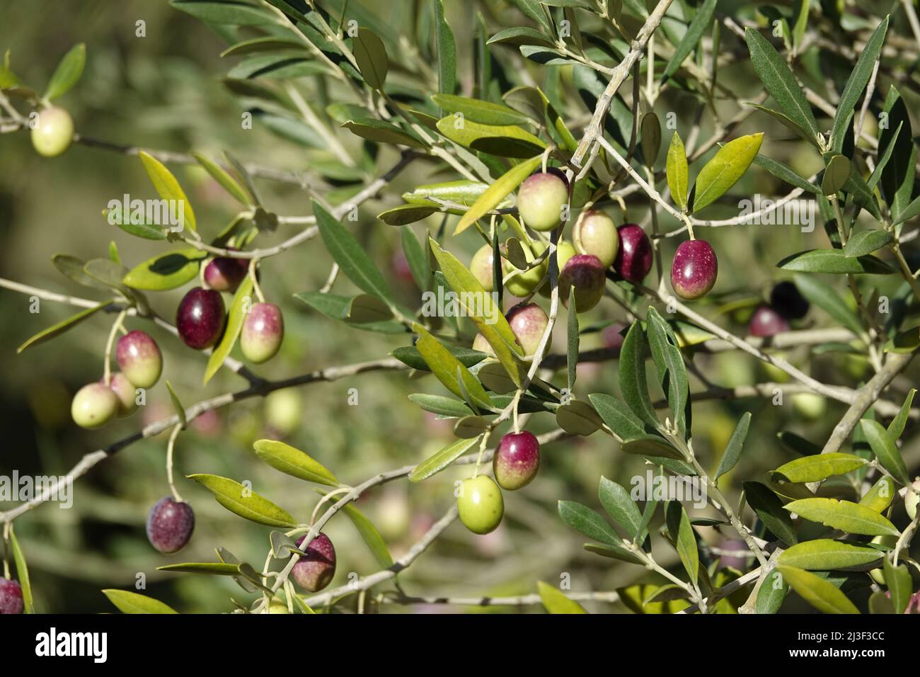 Aceitunas de Provenza en el árbol en La Valette du Var Fotografía de stock  - Alamy
