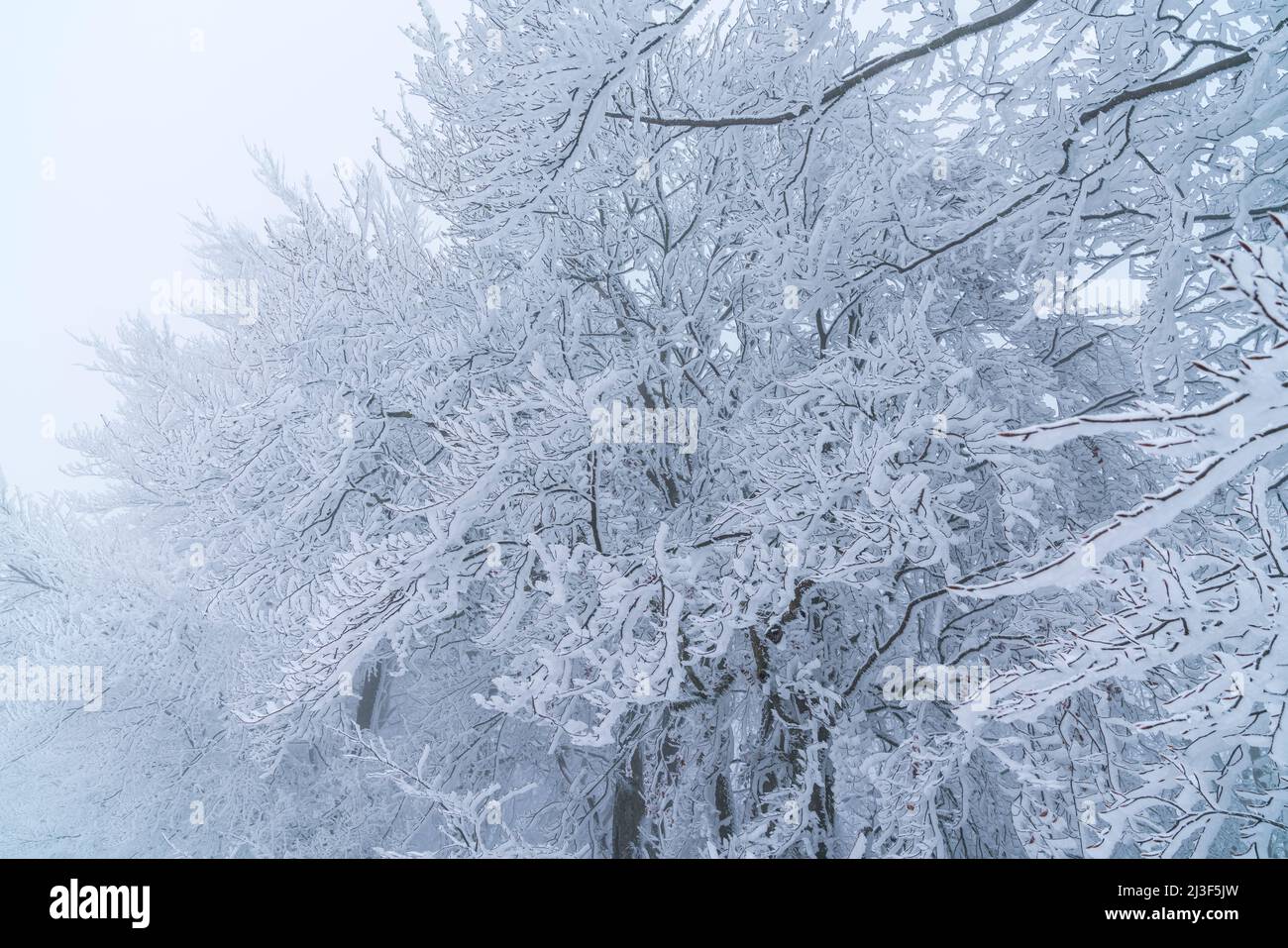 Alemania, hielo blanco helado y nieve cubriendo ramas de árboles en el borde del bosque en un día frío de invierno tormentoso, un hermoso país de las maravillas Foto de stock