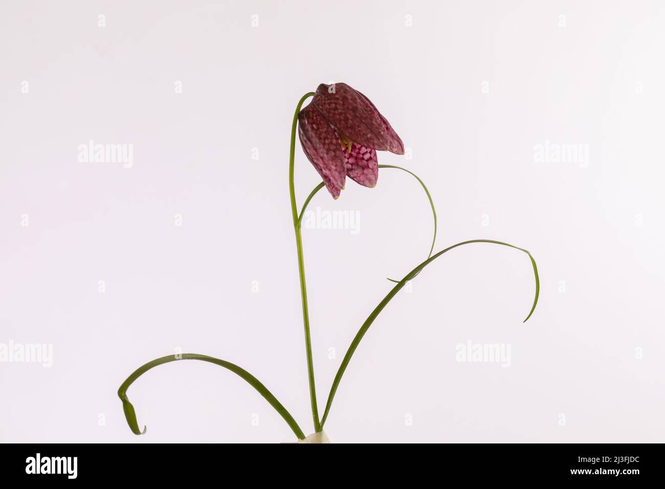 Flor aislada de la fríllaria meleagris serpientes cabeza sobre un fondo blanco Foto de stock