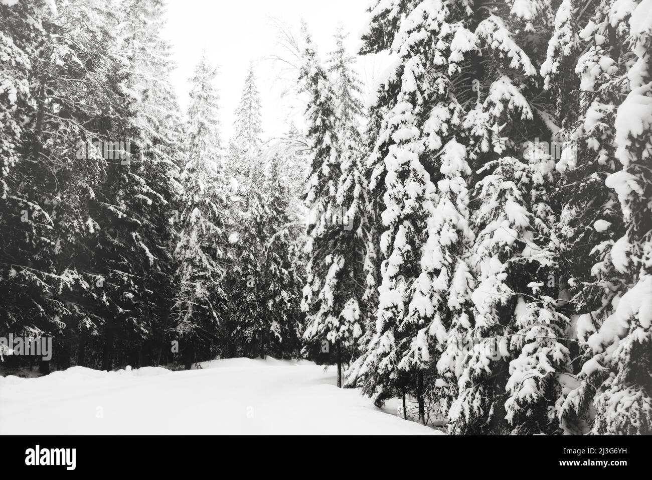 Carretera rural estrecha en invierno flanqueada por grandes abetos cubiertos de nieve, ligera niebla, conversión monocroma. Foto de stock