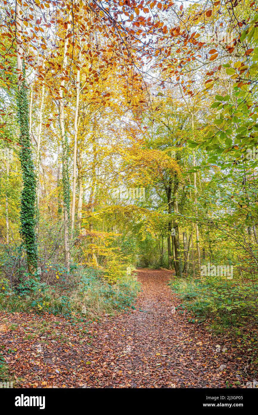 Otoño en los Cotswolds: El sendero de larga distancia Cotswold Way que pasa por bosques de hayas cerca de la Abadía de Prinknash, Gloucestershire, Inglaterra, Reino Unido Foto de stock