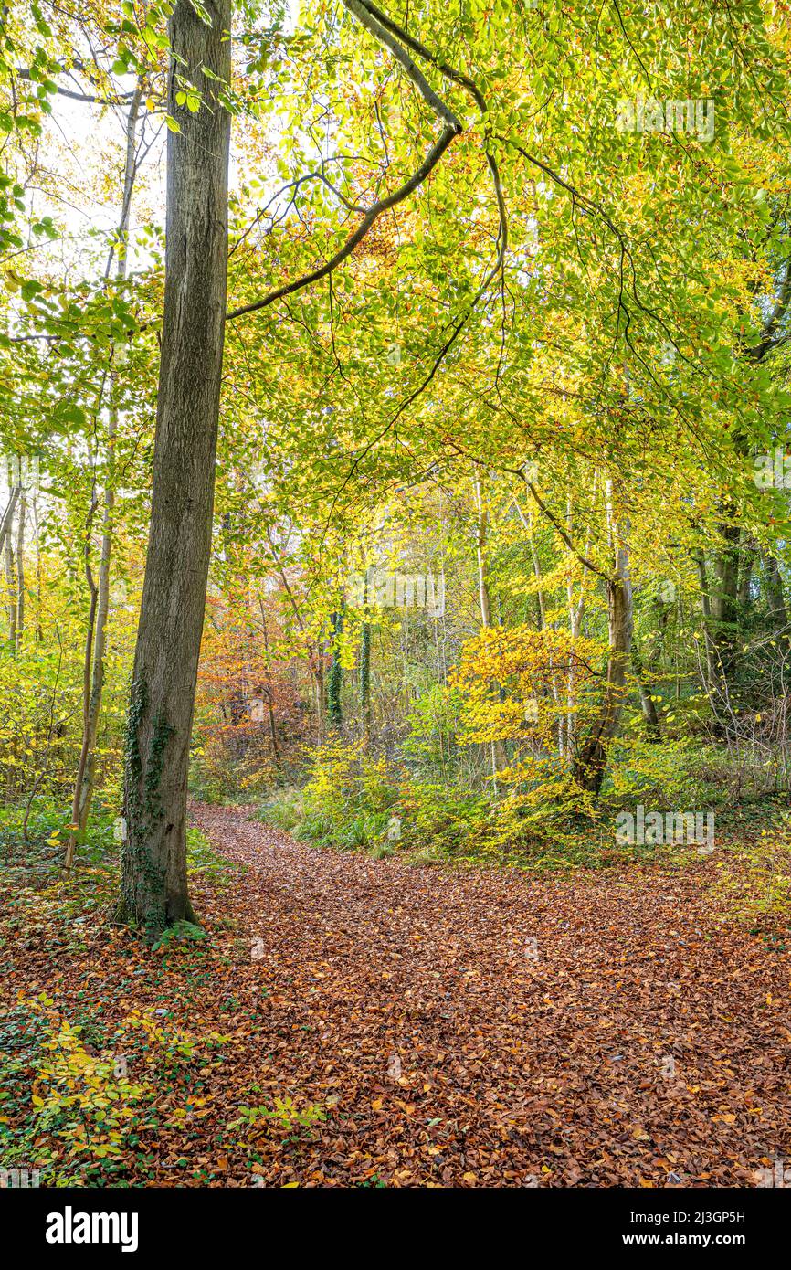 Otoño en los Cotswolds: El sendero de larga distancia Cotswold Way que pasa por bosques de hayas cerca de la Abadía de Prinknash, Gloucestershire, Inglaterra, Reino Unido Foto de stock