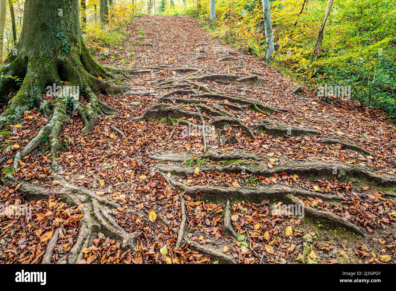 Otoño en los Cotswolds: Las raíces poco profundas de un árbol de haya que se extiende a través de un sendero en un bosque cerca de la Abadía de Prinknash, Gloucestershire, Inglaterra, Reino Unido Foto de stock