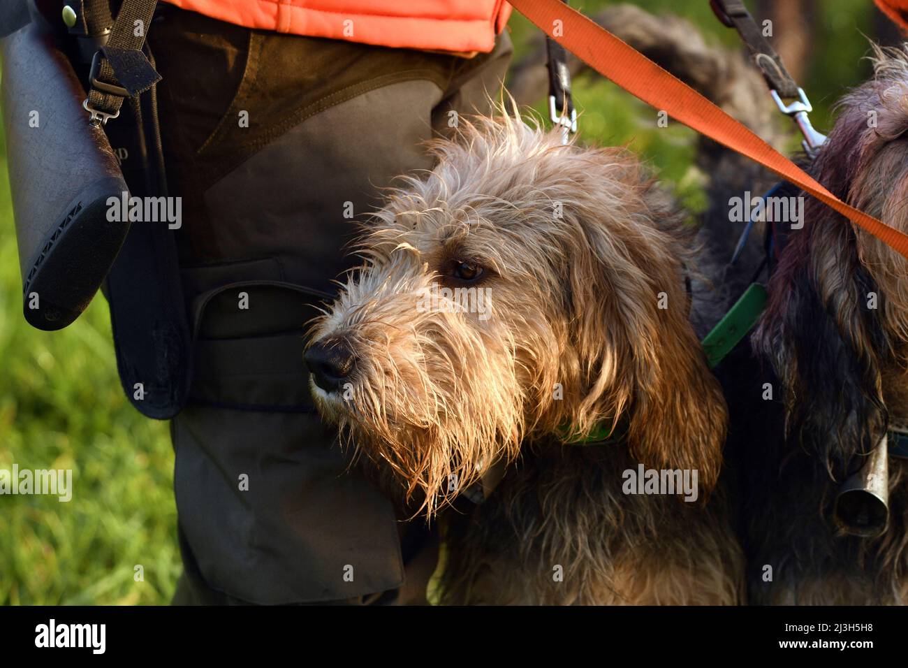 Francia, Doubs, Brognard, caza, jabalí batido, perro, griffon Fotografía de  stock - Alamy