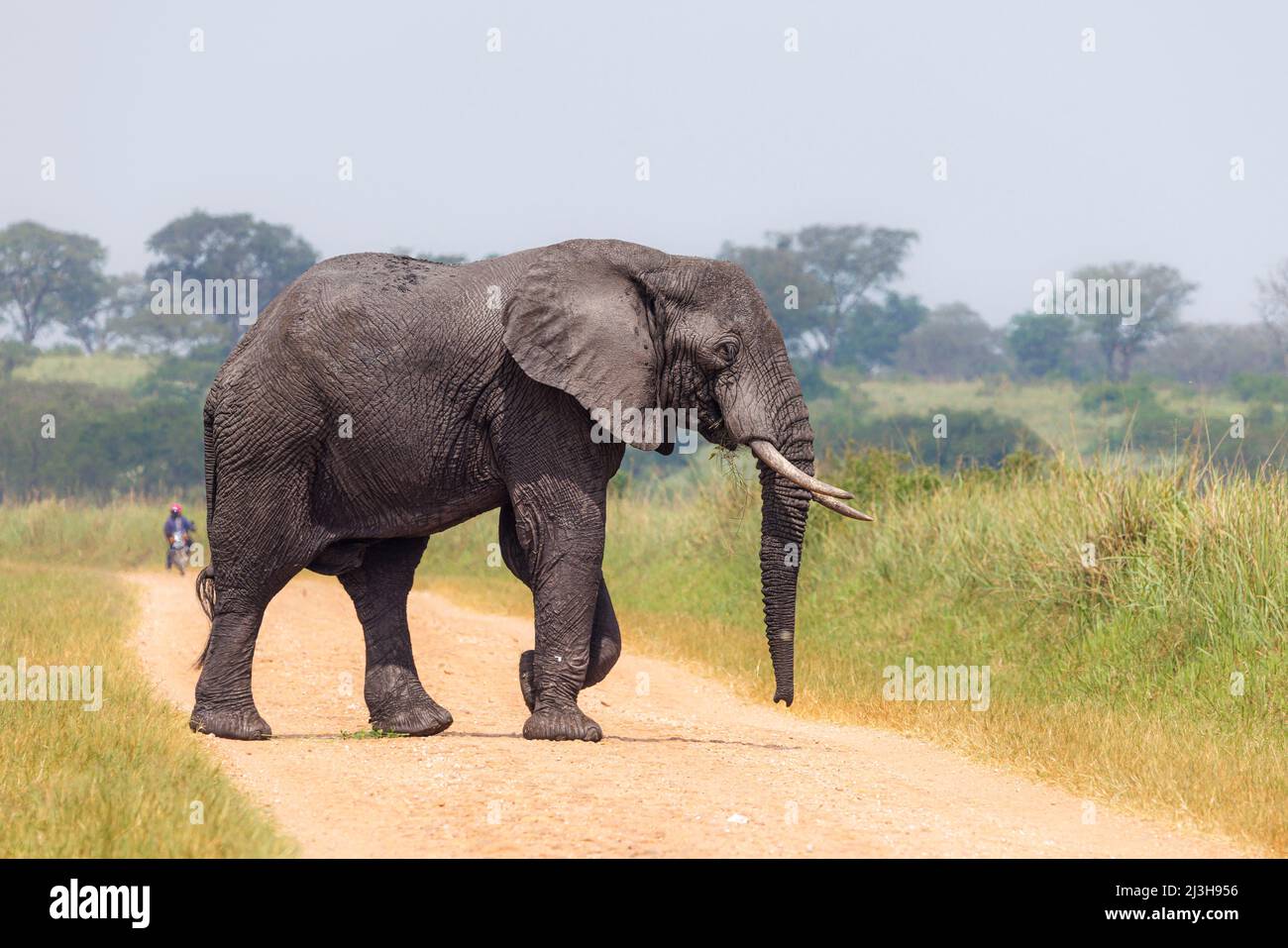 Uganda, distrito de Rubirizi, Katunguru, Parque Nacional de la Reina Isabel, elefante de sabana Foto de stock