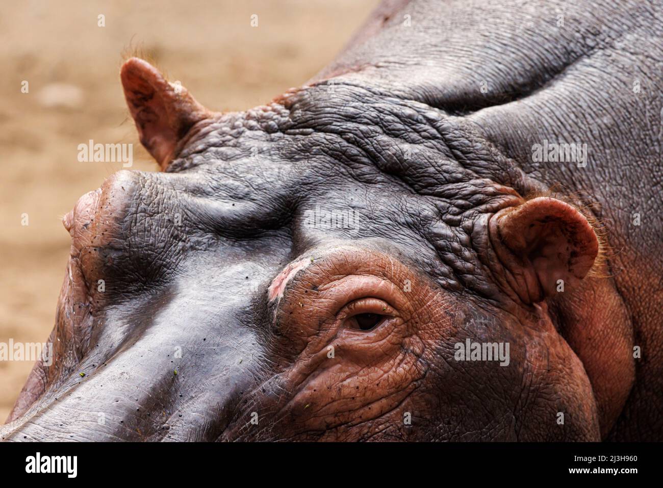 Uganda, distrito de Rubirizi, Katunguru, Parque Nacional Reina Isabel, Hippopotamus Foto de stock