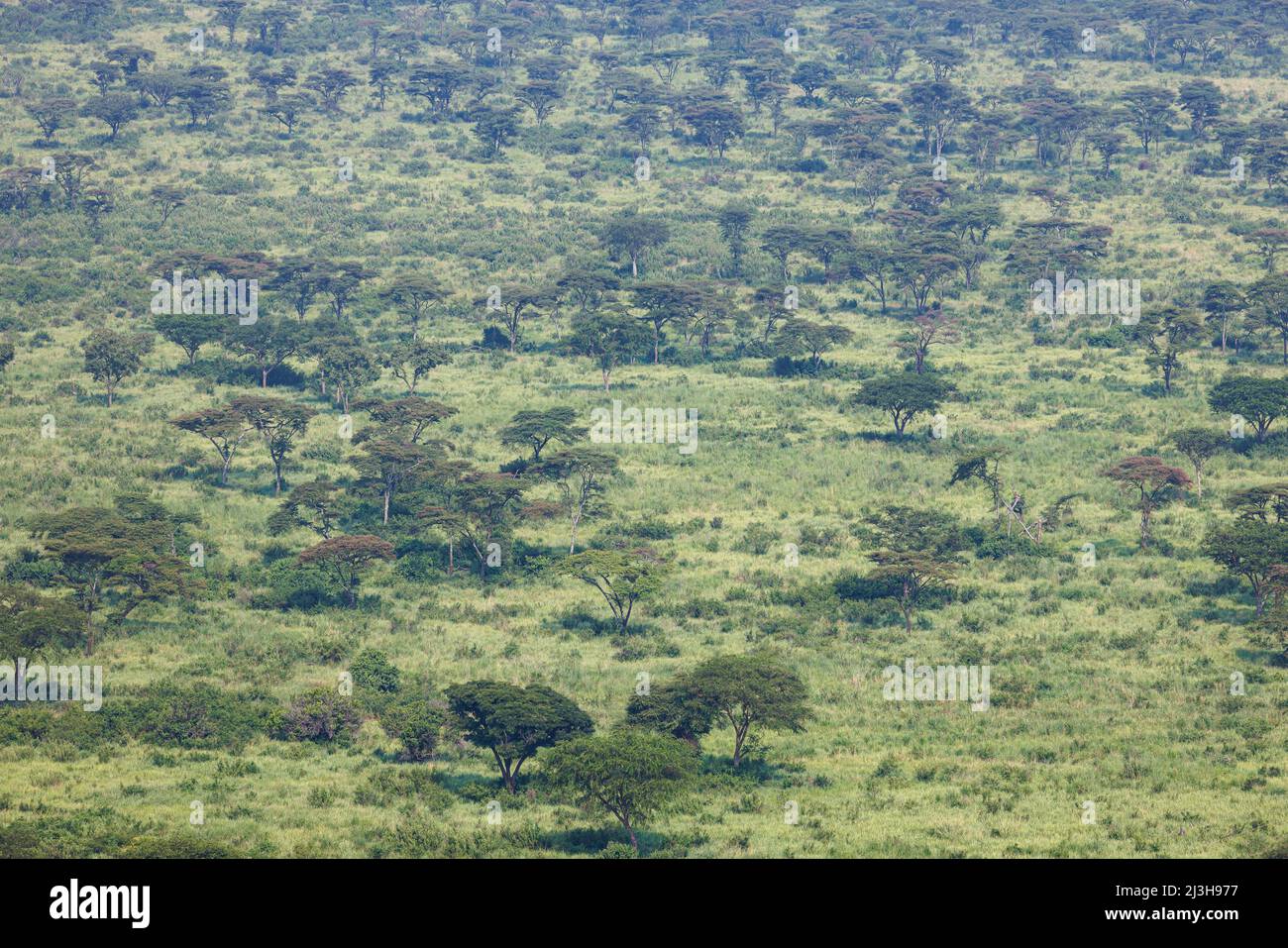 Uganda, distrito de Rubirizi, Katunguru, Parque Nacional Reina Isabel, sabana Foto de stock