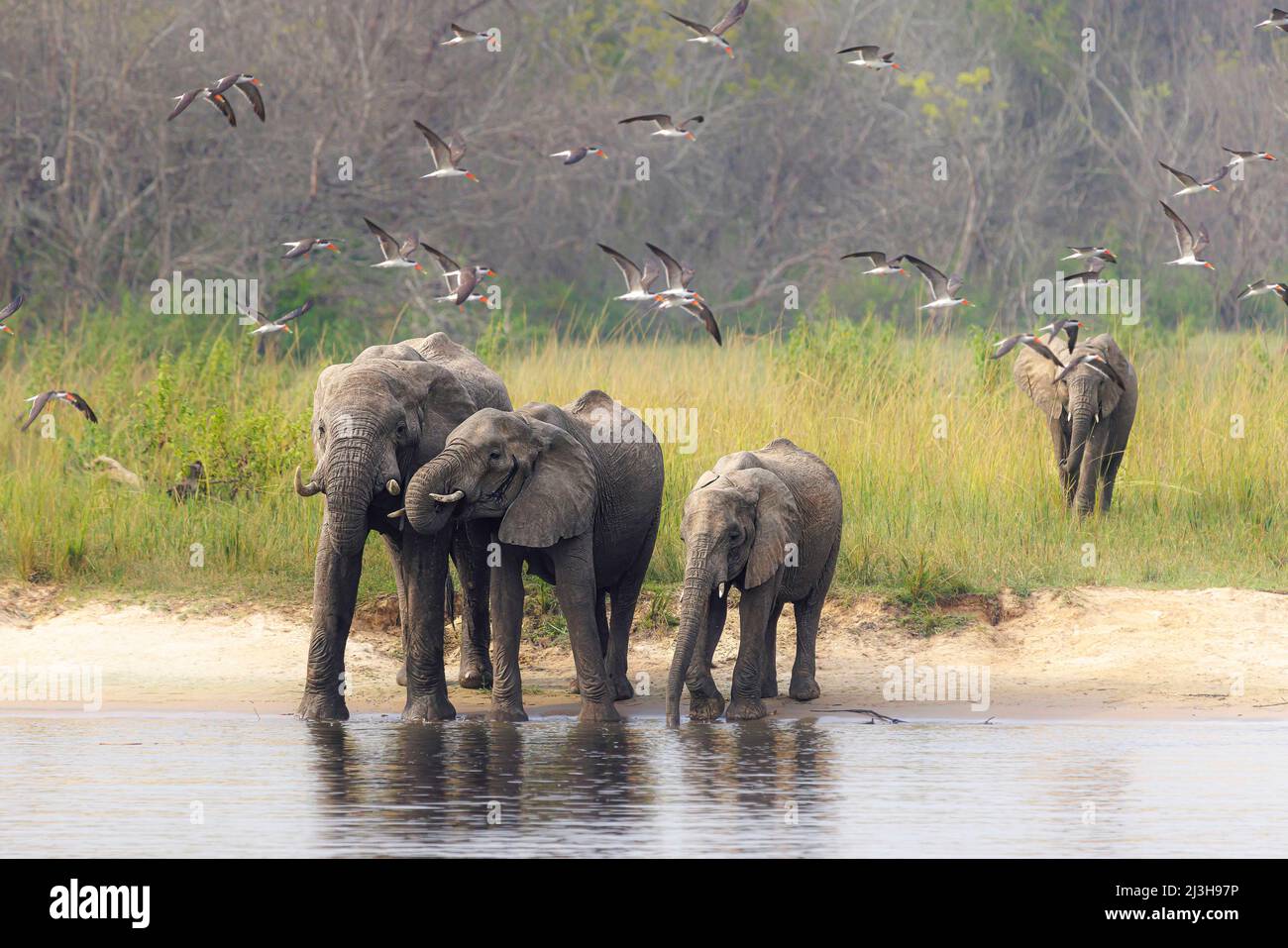 Uganda, Distrito de Nwoya, Pakwach, Parque Nacional de las Cataratas de Murchison, elefante de sabana cerca del Nilo Victoria Foto de stock