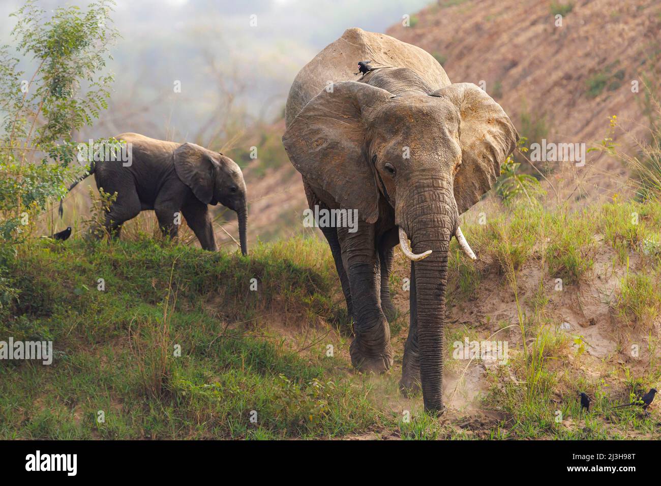 Uganda, Distrito de Nwoya, Pakwach, Parque Nacional de Murchison, elefante de sabana y su bebé Foto de stock