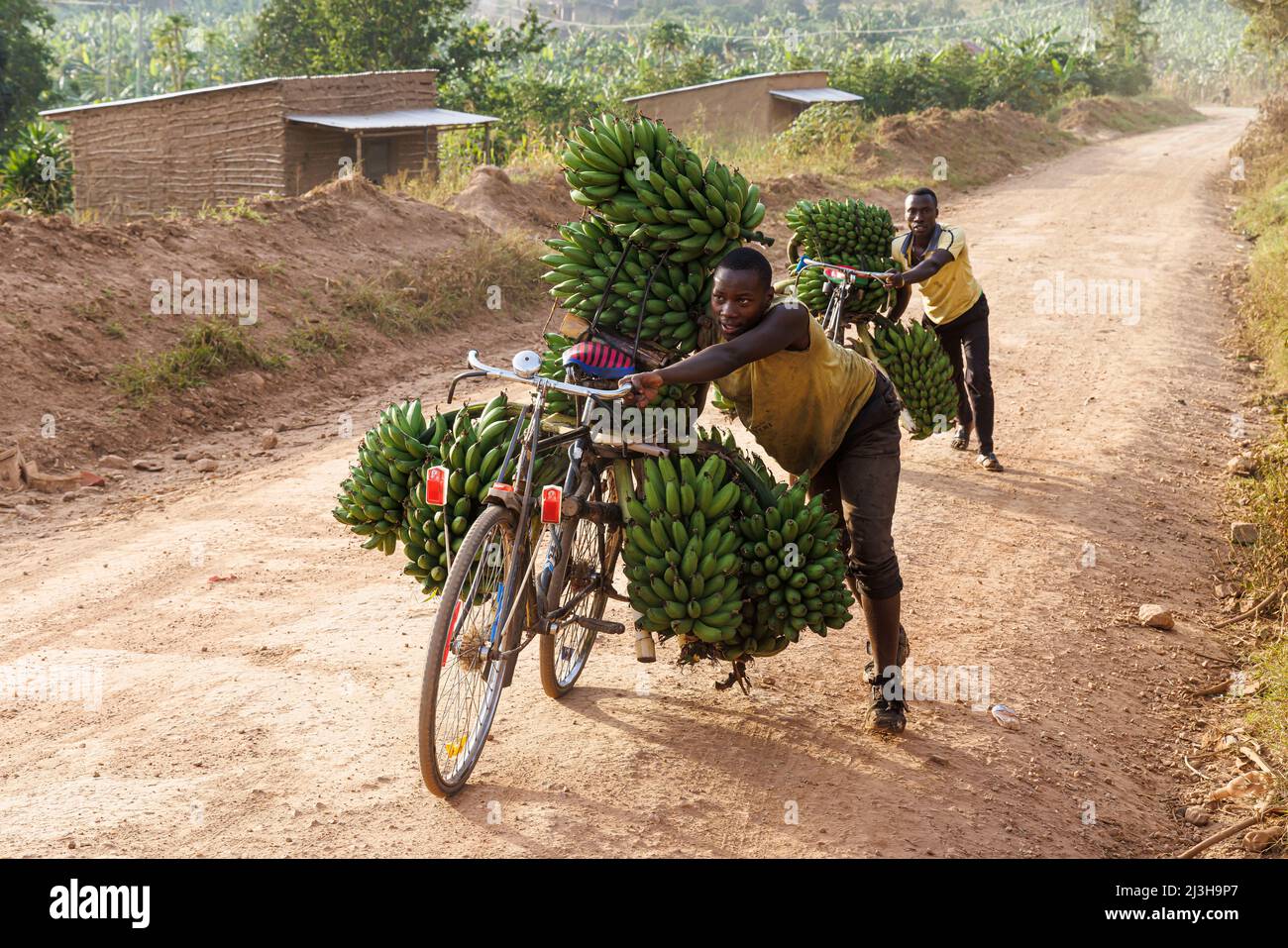 Uganda, distrito de Mbarara, Mburo, dos hombres que llevaban sus bicicletas matooke (plátano) Foto de stock