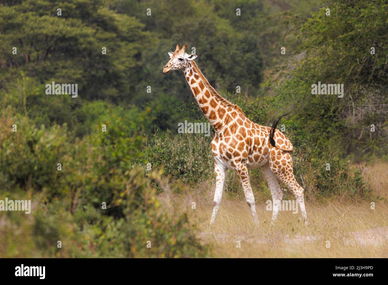 Uganda, distrito de Mbarara, Mburo, parque nacional del lago Mburo, Rothschild Giraffe Foto de stock