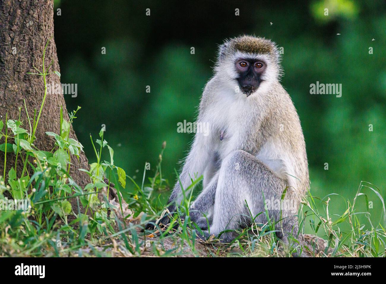 Uganda, distrito de Mbarara, Mburo, parque nacional del lago Mburo, mono nórdico Foto de stock