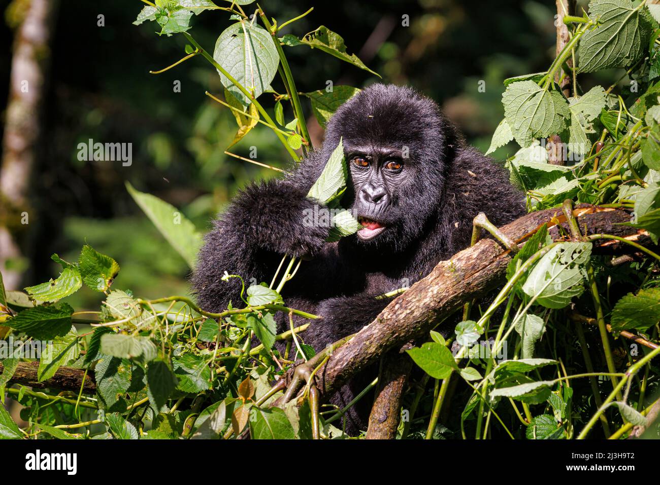 Uganda, distrito de Kanungu, Ruhija, Parque Nacional impenetrable de Bwindi, declarado Patrimonio de la Humanidad por la UNESCO, gorila de montaña Foto de stock