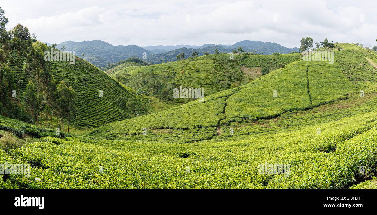 Uganda, distrito de Kanungu, Ruhija, colinas cubiertas de plantaciones de té Foto de stock