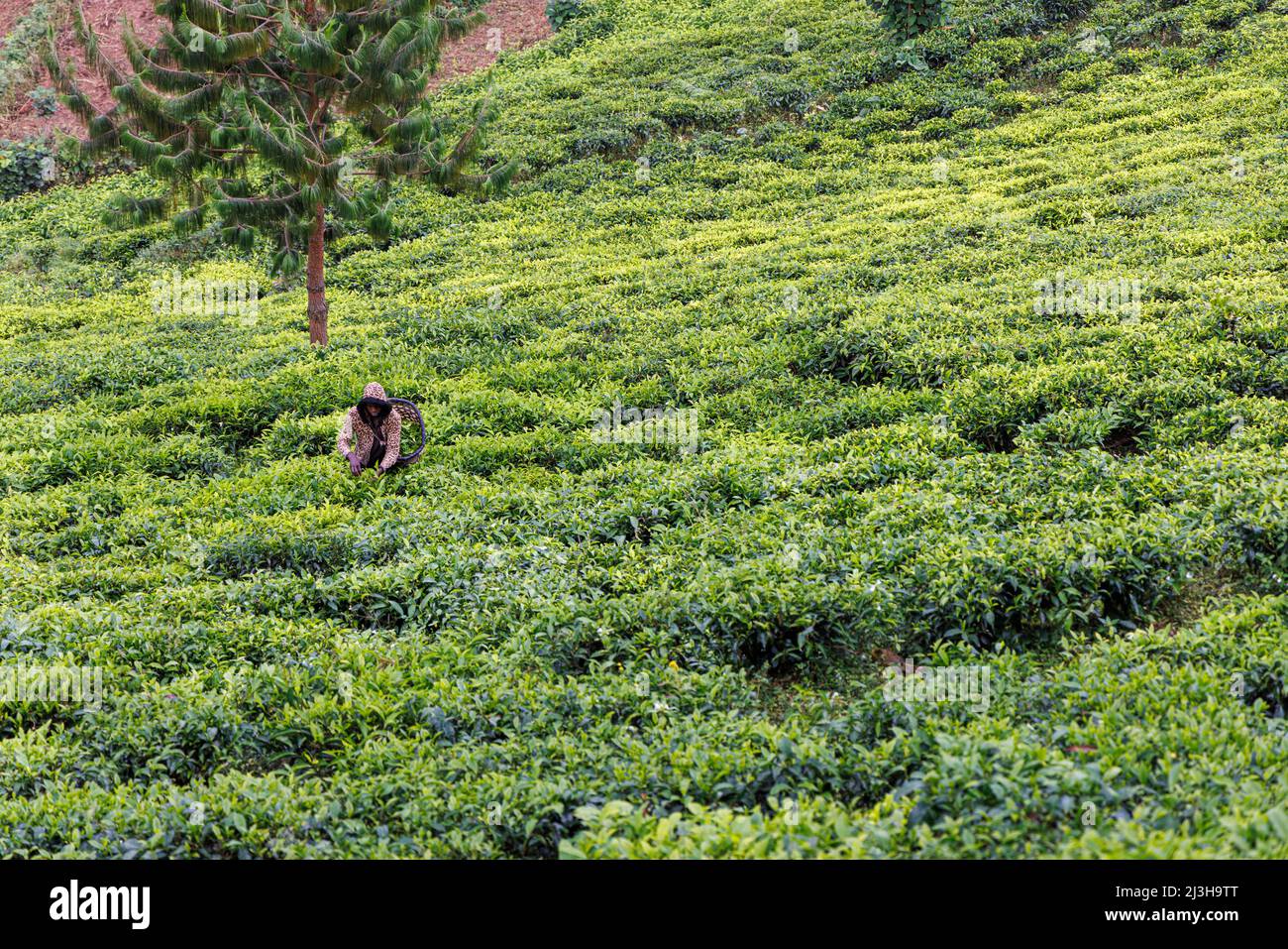 Uganda, distrito de Kanungu, Ruhija, un hombre en una plantación de té Foto de stock