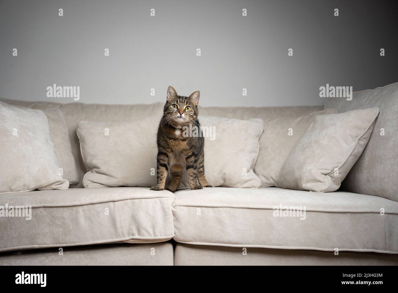 tabby gato de pie en medio de un sofá con cojines mirando a la cámara con espacio de copia Foto de stock