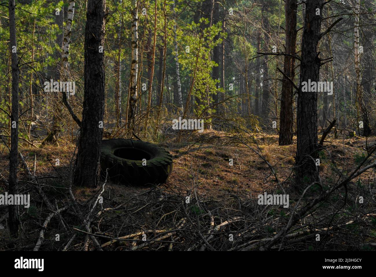 Polución, neumáticos de camión desechados ilegalmente en el bosque Foto de stock