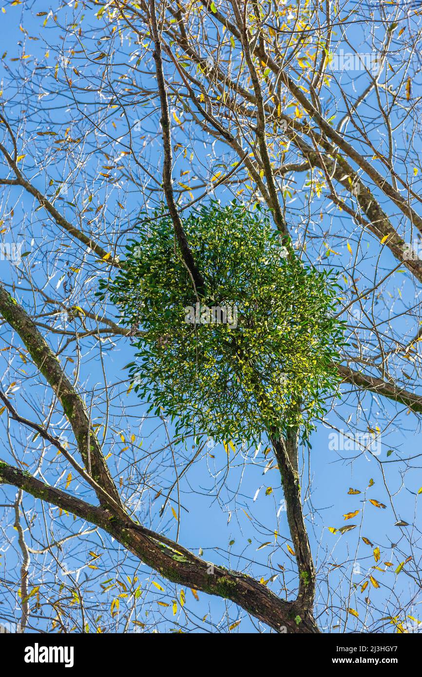 El muérdago crece en un árbol Foto de stock