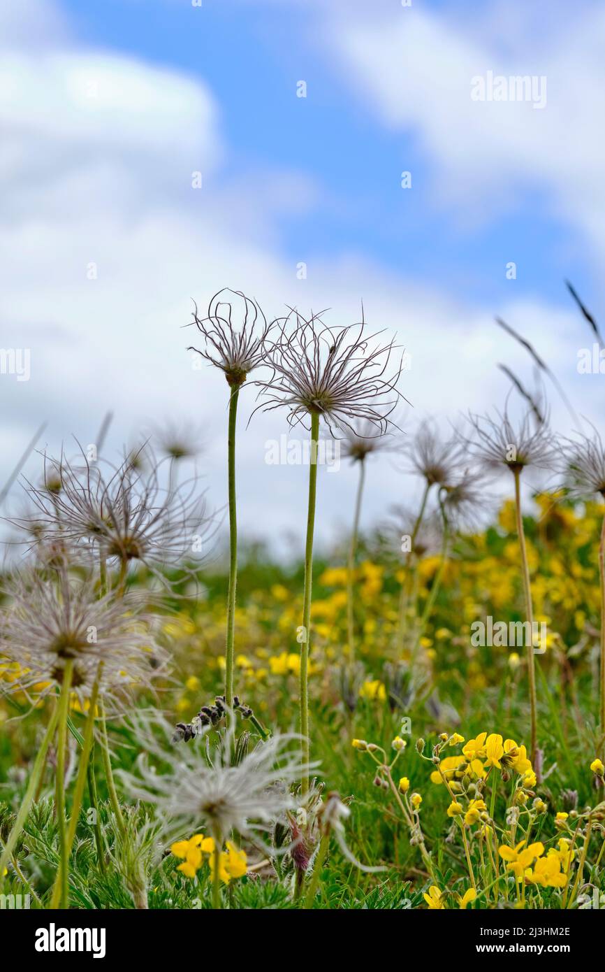 Inflorescencias marchitadas de la flor de pasque, Pulsatilla vulgaris Foto de stock