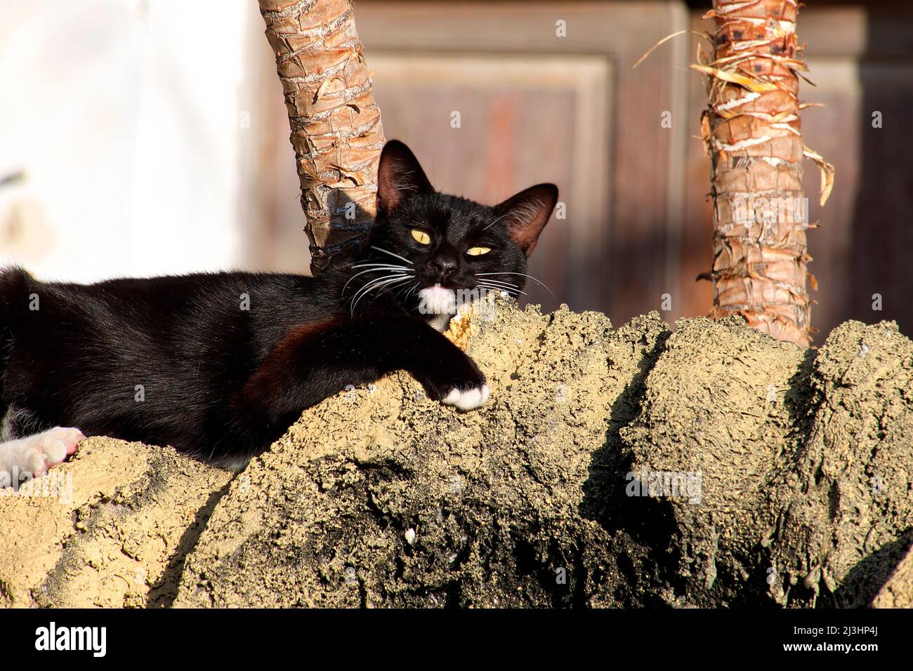 Islas Canarias, Lanzarote, isla volcánica, al norte de la isla, ciudad oasis, haria, gato negro se encuentra en el sol de la mañana Foto de stock
