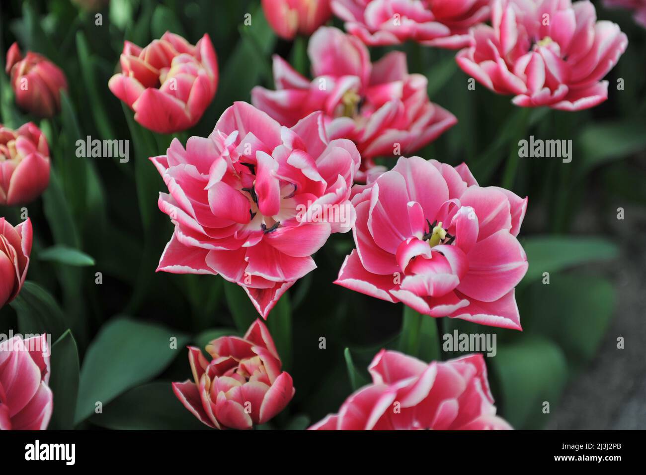 Rojo y blanco flor de peonías Doble tulipanes tempranos (Tulipa) Colón florecen en un jardín en marzo Foto de stock