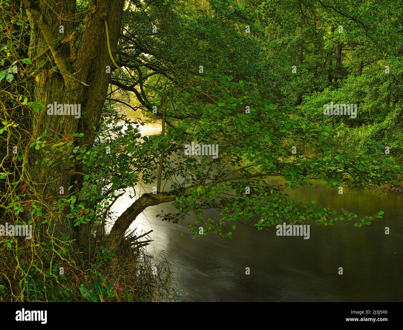 Bosque inundable en fotografías e imágenes de alta resolución - Página 5 -  Alamy