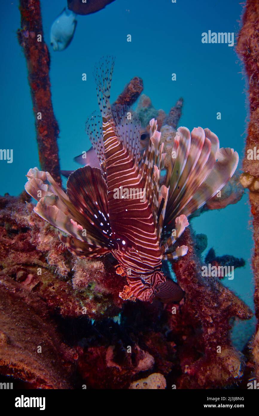 Buceo en el Mar Rojo, Makadi Bay, Norte de África, peces lionfish Foto de stock