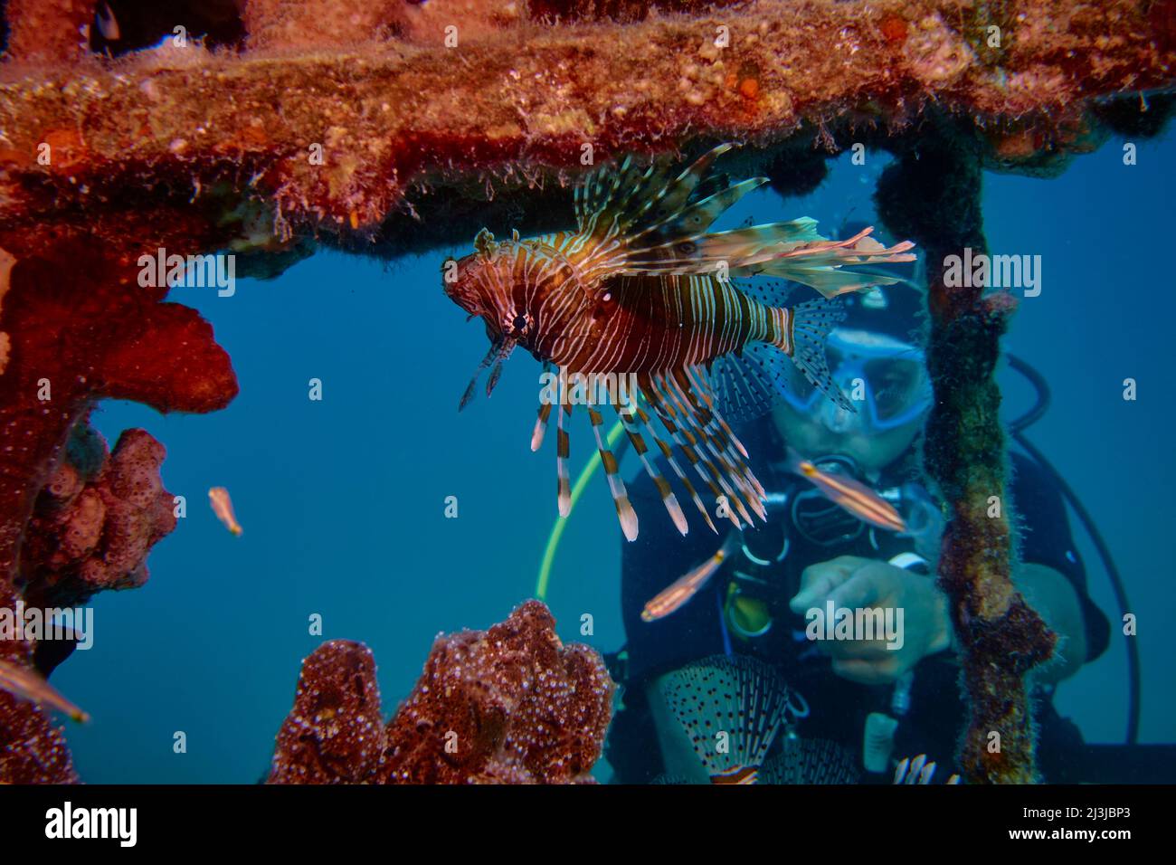 Buceo en el Mar Rojo, Makadi Bay, Norte de África, peces lionfish Foto de stock