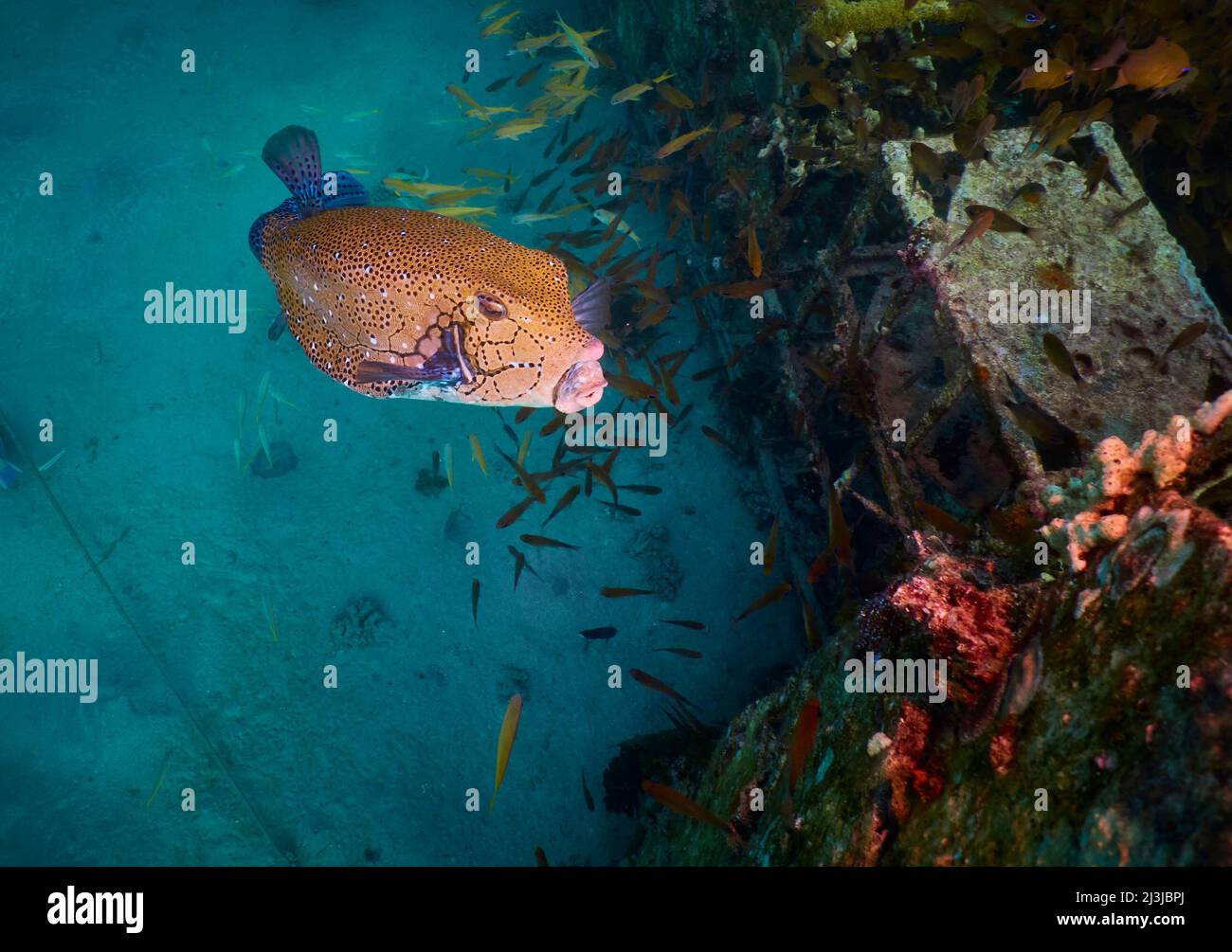 Buceo en el Mar Rojo, Makadi Bay, África del Norte, bóxel Foto de stock