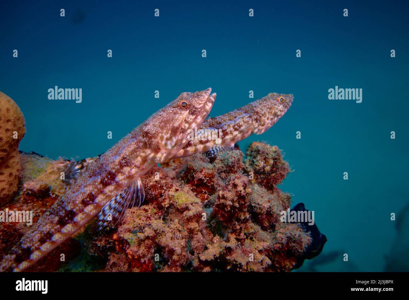 Buceo en el Mar Rojo, Makadi Bay, Norte de África, Foto de stock