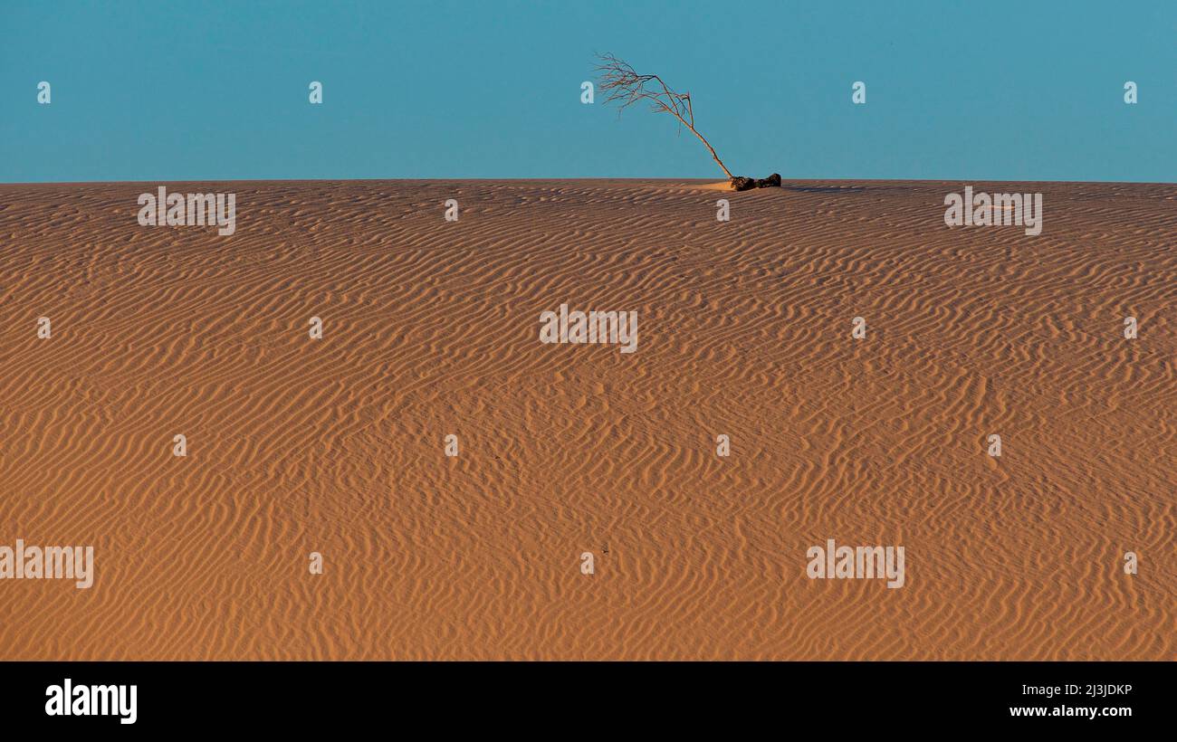 España, Islas Canarias, Fuerteventura, zona de dunas El Jable, luz nocturna, dunas, rayas de deriva, rama estéril única en dunas, cielo azul claro y casi sin nubes Foto de stock