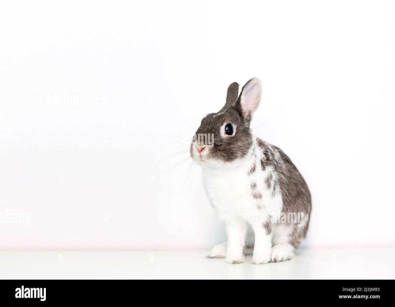 Un pequeño conejo de raza Dwarf marrón y blanco sentado sobre un fondo blanco Foto de stock