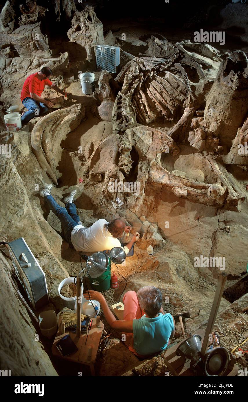 Paleontólogos Excavando los restos de la Mamut Colombiana, el sitio de la Mamut, Dakota del Sur Foto de stock