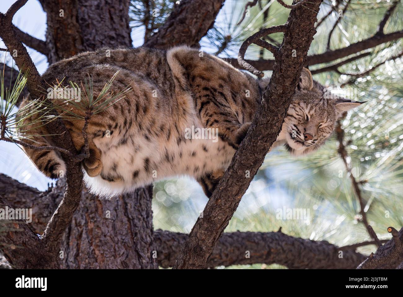 Bobcat, Lynx rufus, Williams, Arizona, Estados Unidos Foto de stock