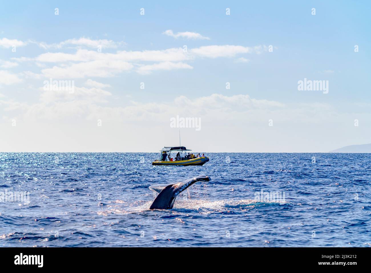 Los turistas en una expedición ven una oleada de ballenas desde su barco en el océano abierto frente a las islas hawaianas; Maui, Hawái, Estados Unidos de América Foto de stock