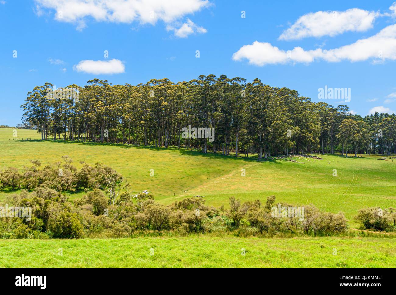 Pastos verdes y un croft de árboles en Tingledale en la Gran Región Sur de Australia Occidental, Australia Foto de stock