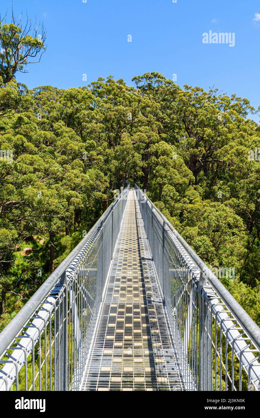 La pasarela Valley of the Giants Tree Top a través de la bóveda forestal Red Tingle, el Parque Nacional Walpole Nornalup, Australia Occidental, Australia Foto de stock